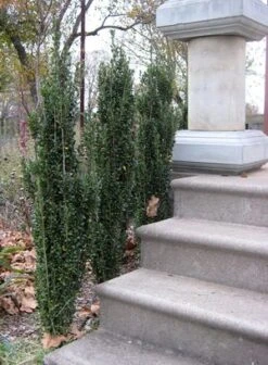 SKY PENCIL HOLLY 7 SKY PENCIL HOLLY -Happy Planter Shop DETA3 637