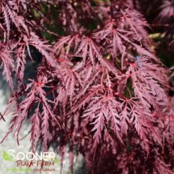 TAMUKEYAMA WEEPING JAPANESE MAPLE 7 TAMUKEYAMA WEEPING JAPANESE MAPLE -Happy Planter Shop DETA3 693