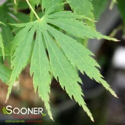 OMURA YAMA UPRIGHT JAPANESE MAPLE 7 OMURA YAMA UPRIGHT JAPANESE MAPLE -Happy Planter Shop DETA3 709