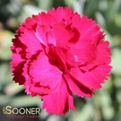 FROSTY FIRE DIANTHUS -Happy Planter Shop DETA3 732