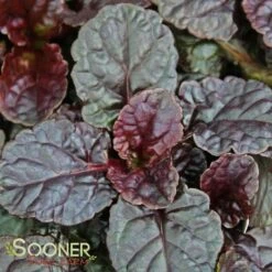 WALBERTON'S® BLACK SCALLOP AJUGA -Happy Planter Shop DETA3 816