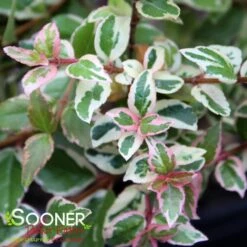MARDI GRAS ABELIA 9 MARDI GRAS ABELIA -Happy Planter Shop DETA3 897
