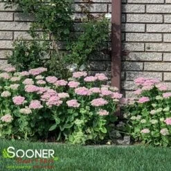 AUTUMN JOY SEDUM -Happy Planter Shop DETA4 1171