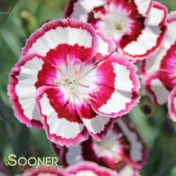 RASPBERRY SWIRL DIANTHUS -Happy Planter Shop DETA4 1178