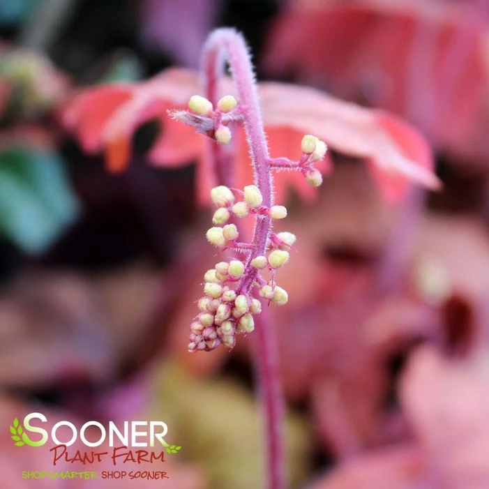 SWEET TEA FOAMY BELLS 2 SWEET TEA FOAMY BELLS - Image 2