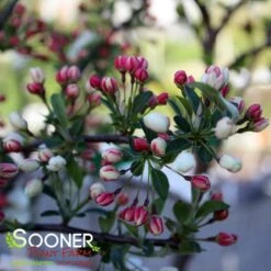 SARGENT TINA CRABAPPLE 6 SARGENT TINA CRABAPPLE -Happy Planter Shop DETA4 1303