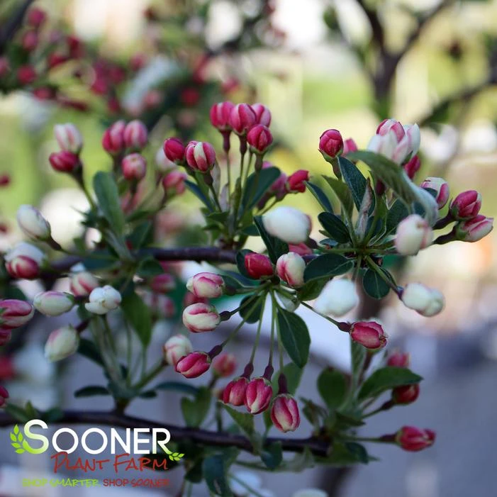 SARGENT TINA CRABAPPLE 3 SARGENT TINA CRABAPPLE - Image 3