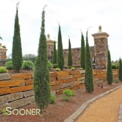 TAYLOR JUNIPER -Happy Planter Shop DETA4 142