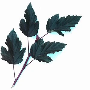 SUMMER WINE® NINEBARK 4 SUMMER WINE® NINEBARK - Image 4