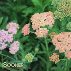 SUMMER PASTELS YARROW -Happy Planter Shop DETA4 1720