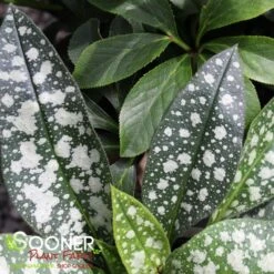 TREVI FOUNTAIN LUNGWORT -Happy Planter Shop DETA4 1927