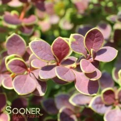 SUNJOY® TANGELO BARBERRY -Happy Planter Shop DETA4 2569