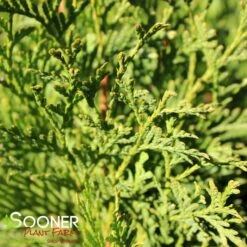 NORTH POLE® ARBORVITAE -Happy Planter Shop DETA4 2595