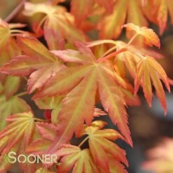 ORANGE DREAM UPRIGHT JAPANESE MAPLE 9 ORANGE DREAM UPRIGHT JAPANESE MAPLE -Happy Planter Shop DETA4 3415