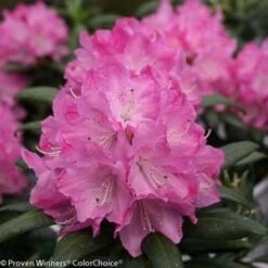 DANDY MAN® PINK RHODODENDRON 9 DANDY MAN® PINK RHODODENDRON -Happy Planter Shop DETA4 3446