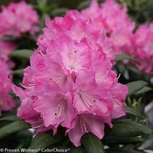 DANDY MAN® PINK RHODODENDRON 5 DANDY MAN® PINK RHODODENDRON - Image 5