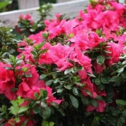 BLOOM-A-THON® HOT PINK AZALEA -Happy Planter Shop DETA4 3448