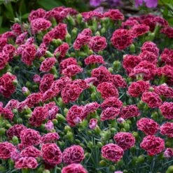 FRUIT PUNCH® CHERRY VANILLA DIANTHUS -Happy Planter Shop DETA4 3632
