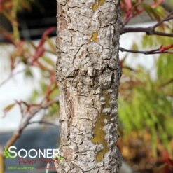 ARA KAWA UPRIGHT JAPANESE MAPLE -Happy Planter Shop DETA4 3683