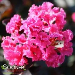 DOUBLE DYNAMITE® CRAPEMYRTLE -Happy Planter Shop DETA4 3805