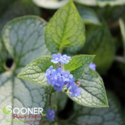 QUEEN OF HEARTS BRUNNERA -Happy Planter Shop DETA4 4100