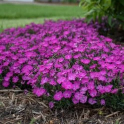 PAINT THE TOWN FUCHSIA DIANTHUS