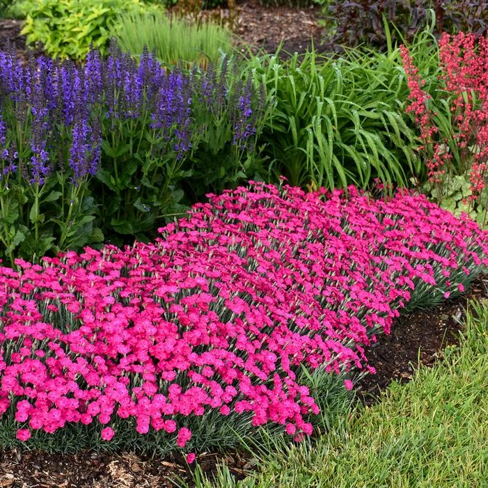 PAINT THE TOWN MAGENTA DIANTHUS 1 PAINT THE TOWN MAGENTA DIANTHUS