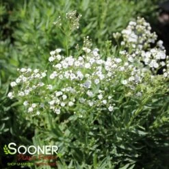 FESTIVAL STAR® BABY'S BREATH -Happy Planter Shop DETA4 4112