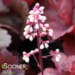 PRIMO® MAHOGANY MONSTER CORAL BELLS -Happy Planter Shop DETA4 4125