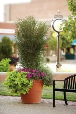 FINE LINE® BUCKTHORN -Happy Planter Shop DETA4 423