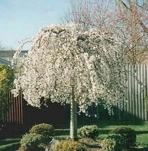 SNOW FOUNTAIN WEEPING FLOWERING CHERRY 4 SNOW FOUNTAIN WEEPING FLOWERING CHERRY - Image 4