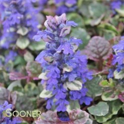 BURGUNDY GLOW AJUGA -Happy Planter Shop DETA4 447