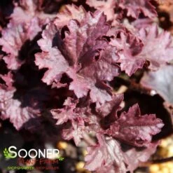 GRAPE TIMELESS CORAL BELLS -Happy Planter Shop DETA4 4593