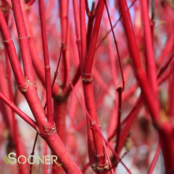 CORAL BARK UPRIGHT JAPANESE MAPLE 2 CORAL BARK UPRIGHT JAPANESE MAPLE - Image 2