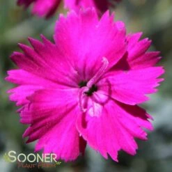 NEON STAR DIANTHUS 6 NEON STAR DIANTHUS -Happy Planter Shop DETA4 496