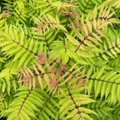 CHERRY ON TOP™ SORBARIA -Happy Planter Shop DETA4 5197