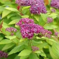 DOUBLE PLAY® DOLLY™ SPIRAEA -Happy Planter Shop DETA4 5303
