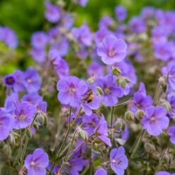 BOOM CHOCOLATTA CRANESBILL GERANIUM -Happy Planter Shop DETA4 5374