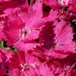 VIVID™ BRIGHT LIGHT DIANTHUS -Happy Planter Shop DETA4 5410