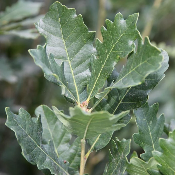 STREETSPIRE® OAK 2 STREETSPIRE® OAK - Image 2