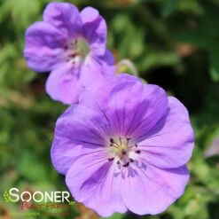 ROZANNE CRANESBILL GERANIUM -Happy Planter Shop DETA4 561