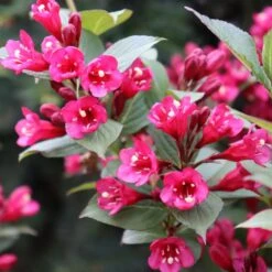 SONIC BLOOM® PUNCH™ WEIGELA 7 SONIC BLOOM® PUNCH™ WEIGELA -Happy Planter Shop DETA4 5751