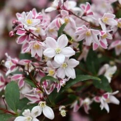 YUKI KABUKI™ DEUTZIA -Happy Planter Shop DETA4 5762
