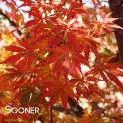 OMURA YAMA UPRIGHT JAPANESE MAPLE 6 OMURA YAMA UPRIGHT JAPANESE MAPLE -Happy Planter Shop DETA4 709