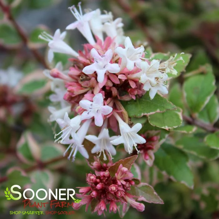 MARDI GRAS ABELIA 2 MARDI GRAS ABELIA - Image 2