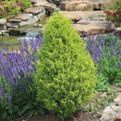 GOLD CONE JUNIPER 6 GOLD CONE JUNIPER -Happy Planter Shop DETA5 1095
