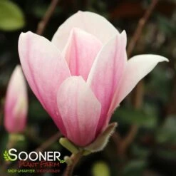 SAUCER MAGNOLIA -Happy Planter Shop DETA5 1304