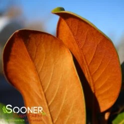 TEDDY BEAR® MAGNOLIA -Happy Planter Shop DETA5 144