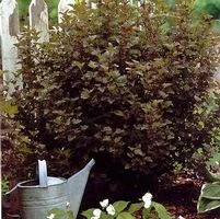 SUMMER WINE® NINEBARK 5 SUMMER WINE® NINEBARK - Image 5