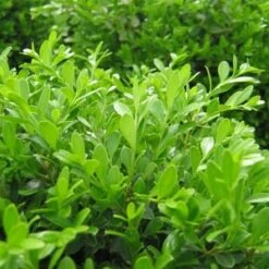 GREEN BORDERS⢠BOXWOOD